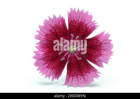 Closeup of Dianthus China Pink flower on white background Stock Photo