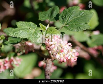 chaparral currant, Chaparral-Johannisbeere, Ribes malvaceum, ribizli, Budapest, Hungary, Magyarország, Europe Stock Photo