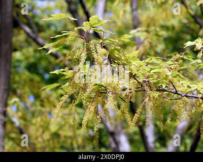 vineleaf maple, Cissusblättriger Ahorn, Érable à feuille de vigne, Acer cissifolium, vadszőlőlevelű juhar, Budapest, Hungary, Magyarország, Europe Stock Photo