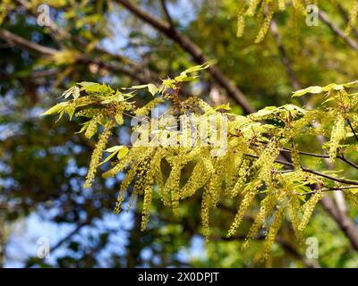 vineleaf maple, Cissusblättriger Ahorn, Érable à feuille de vigne, Acer cissifolium, vadszőlőlevelű juhar, Budapest, Hungary, Magyarország, Europe Stock Photo