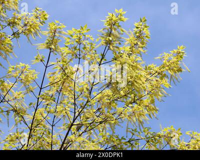 vineleaf maple, Cissusblättriger Ahorn, Érable à feuille de vigne, Acer cissifolium, vadszőlőlevelű juhar, Budapest, Hungary, Magyarország, Europe Stock Photo