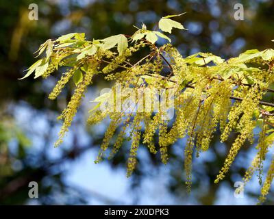 vineleaf maple, Cissusblättriger Ahorn, Érable à feuille de vigne, Acer cissifolium, vadszőlőlevelű juhar, Budapest, Hungary, Magyarország, Europe Stock Photo