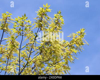 vineleaf maple, Cissusblättriger Ahorn, Érable à feuille de vigne, Acer cissifolium, vadszőlőlevelű juhar, Budapest, Hungary, Magyarország, Europe Stock Photo