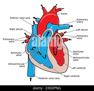 medical illustration of how the human heart works Stock Photo - Alamy