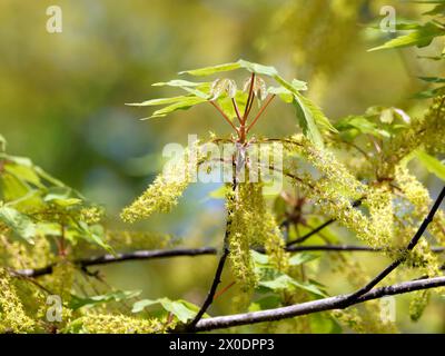 vineleaf maple, Cissusblättriger Ahorn, Érable à feuille de vigne, Acer cissifolium, vadszőlőlevelű juhar, Budapest, Hungary, Magyarország, Europe Stock Photo