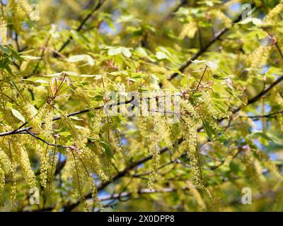 vineleaf maple, Cissusblättriger Ahorn, Érable à feuille de vigne, Acer cissifolium, vadszőlőlevelű juhar, Budapest, Hungary, Magyarország, Europe Stock Photo