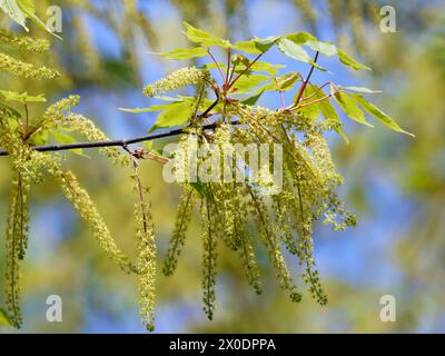 vineleaf maple, Cissusblättriger Ahorn, Érable à feuille de vigne, Acer cissifolium, vadszőlőlevelű juhar, Budapest, Hungary, Magyarország, Europe Stock Photo