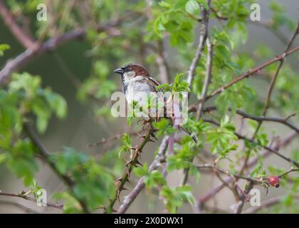 House Sparrow (Passer domesticus) RSPB Rainham Marshes, Purfleet, Essex Stock Photo