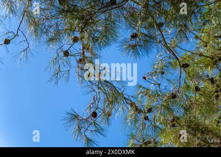 Close-up of pine branches with cones against a clear blue sky on a sunny day. Concept of nature Stock Photo
