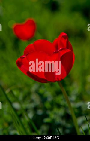 Red tulips with green blurred grass in the background Stock Photo
