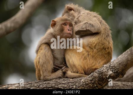 Rhesus macaque baby being groomed Corbett National Park India Stock Photo