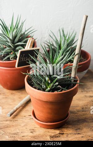 Haworthia succulent plant in a small terracotta pot. Growing plants indoors. Stock Photo