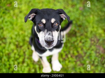 A Husky x German Shepherd mixed breed puppy sitting and looking up at the camera Stock Photo