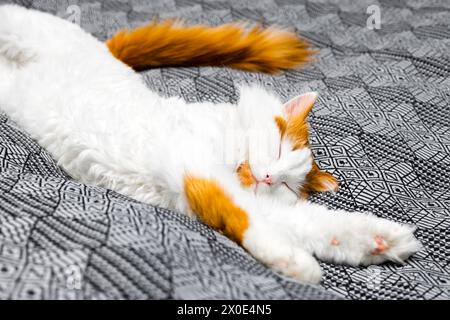 shaggy cat lies stretched out on the bed. a white cat with red spots lies on the bed in a funny pose. High quality photo Stock Photo