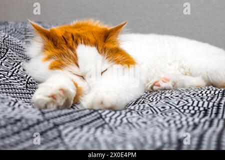 shaggy cat lies stretched out on the bed. cat sleeps on the bed in a funny pose . High quality photo Stock Photo