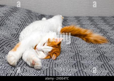 shaggy cat lies stretched out on the bed. cat sleeps on the bed in a funny pose Stock Photo