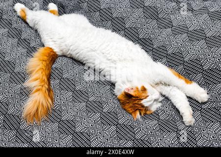 shaggy cat lies stretched out on the bed. a white cat with red spots lies on the bed in a funny pose. Stock Photo