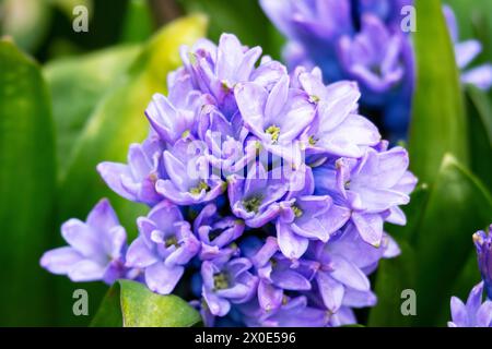 A purple hyacinth in the spring; grown in garden. Stock Photo