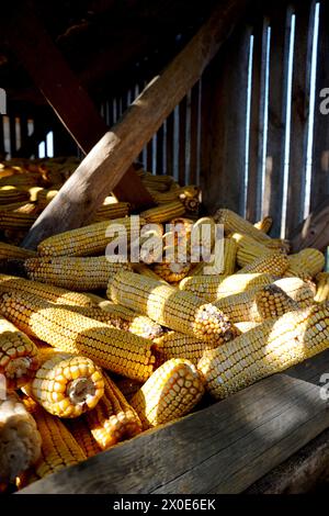 Old Corn Cribs in Wooden Barn, Traditional Corn Harvest in Autumn in Boljanic, Doboj, Bosnia and Herzegovina, Wooden Balkan Corn Barn in village Stock Photo