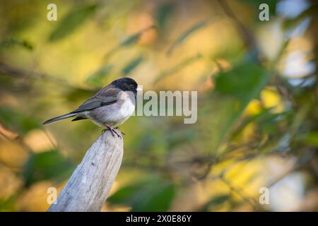 Dark-eyed Junco perched on tree on Bainbridge Island in Washington. Stock Photo