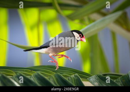 Java Sparrow hopping on palm tree on the Big Island of Hawaii. Stock Photo