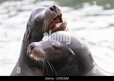 A pair of California Sea Lions (Zalophus californianus) interact with each other. San Francisco, California, USA in March, Springtime. Stock Photo