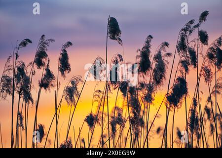 Amazing dried reed on a background sunset. Shallow depth of field Stock Photo