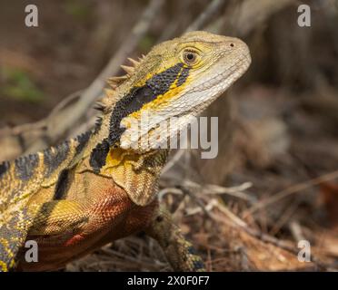 Eastern Water Dragon, Intellagama lesueurii lesueurii Australians largest water dragon can be identified by a distinctively deep angular head Stock Photo