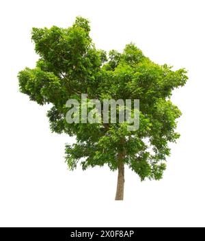 Big tropical tree isolated on white background. Saved clipping path. Stock Photo