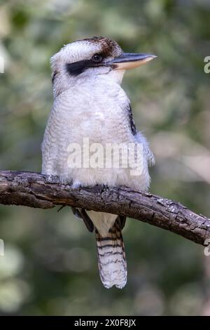 Laughing Kookaburra perched on tree branch Stock Photo