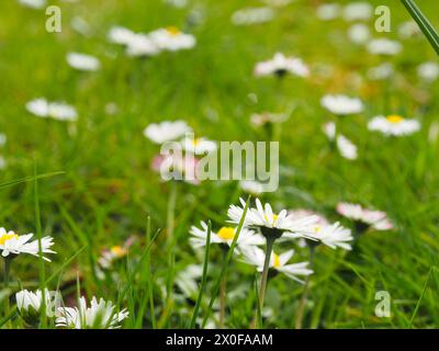 Beautiful daisies in the lawn, beauty of nature, wild flowers close up Stock Photo
