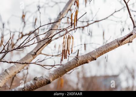 Young fresh Alnus glutinosa catkins on a tree background Stock Photo