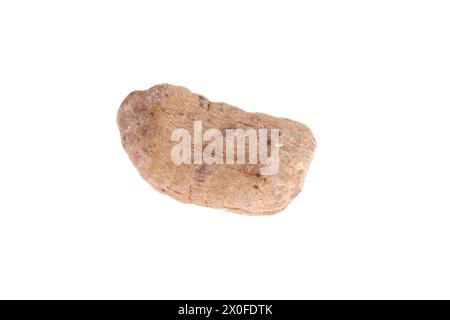 Tianma is isolated on a white background, with Chinese herbal medicine Stock Photo