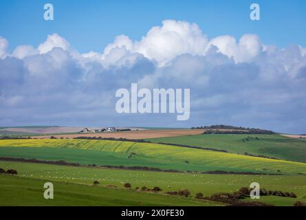 Early springtime view of rapeseed fields, grazing sheep and the hill of high and over on the south downs east Sussex south east England UK Stock Photo