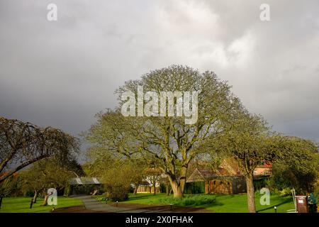 A Large English Walnut Tree, Juglans regia, standing tall against the backdrop of grey storm clouds with the spring sunshine in the foreground Stock Photo