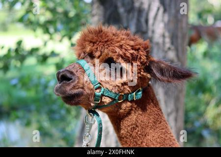 Cute Alpaca close up portrait. Domesticated animal on a farm. Dutch countryside living. Summer day photo. Stock Photo