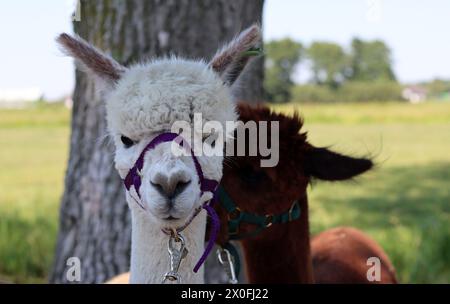 Two cute alpacas outdoors photo. Fluffy farm animals on a walk. Sunny summer day on farm. Stock Photo
