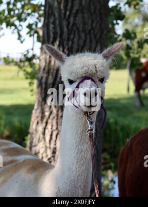 Close up portrait of alpaca outdoors. Fluffy farm animals on a walk. Sunny summer day in Europe. Stock Photo