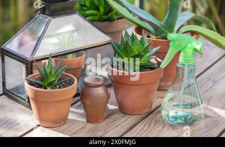 different suculent plants in flower pots with a mini greenhouse on wooden table Stock Photo