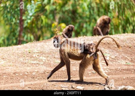 Female of endemic animal monkey Gelada baboon with baby on back. Theropithecus gelada, Debre Libanos, Simien Mountains, Africa Ethiopia wildlife Stock Photo