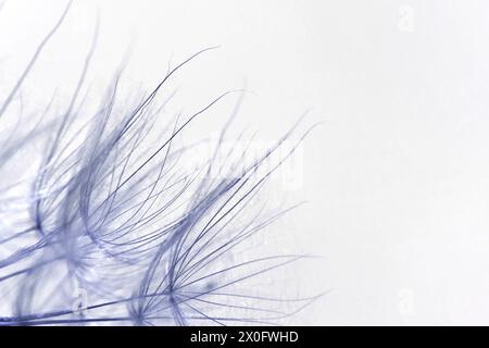 Delicate minimalist background macro of dandelion seeds. Free space for text. Stock Photo