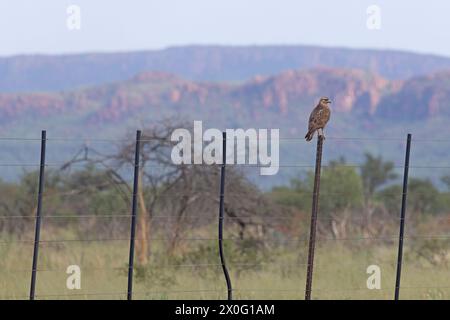 Falcon sitting on a fence post in the Waterberg region of Namibia during the day Stock Photo