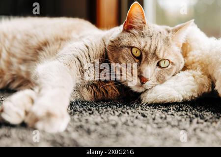 Sweet tabby cat snuggling on floor in sun with stuffed teddy bear Stock Photo