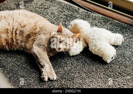 Tabby adult cat snuggling on floor with stuffed teddy bear Stock Photo