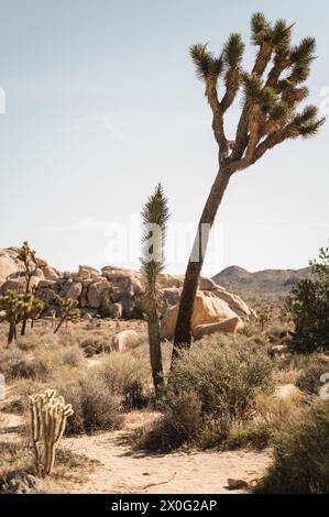 Solitary Joshua Tree against desert landscape in California Stock Photo