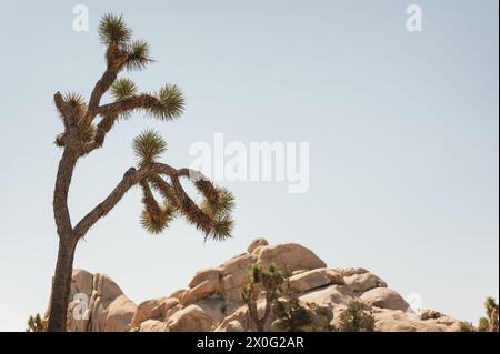 Joshua Tree (Yucca brevifolia) spiky surface & green palm like leaves Stock Photo