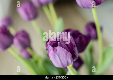 Close-up of purple tulips and green stems Stock Photo