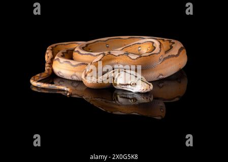 Close up photo of a tiger head albino python Stock Photo