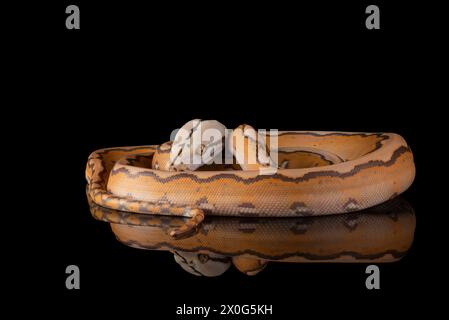 Close up photo of a tiger head albino python Stock Photo