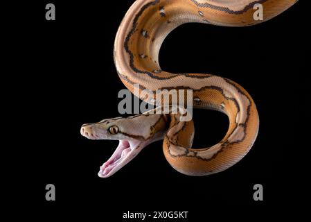 Close up photo of a tiger head albino python Stock Photo
